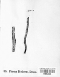 Hypoderma hederae image